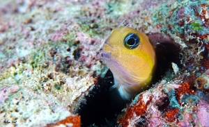 Maldives 2021 - Blennie de Midas - Persian blenny - Ecsenius midas - DSC00537_rcf